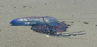 Jellyfish-like animal with painful sting seen washed up in Myrtle Beach, SC area