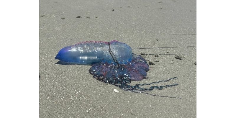 Jellyfish-like animal with painful sting seen washed up in Myrtle Beach, SC area