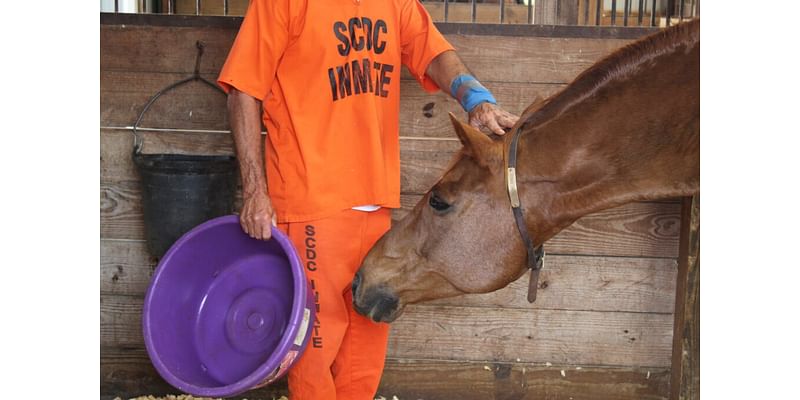 ‘They change each other’: For 20 years, SC inmates have helped train racehorses