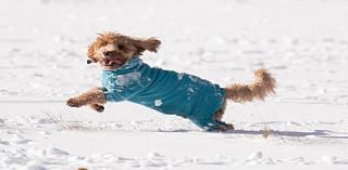 How to keep your dog safe in snow and cold weather