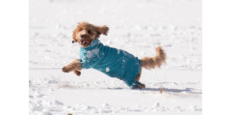 How to keep your dog safe in snow and cold weather