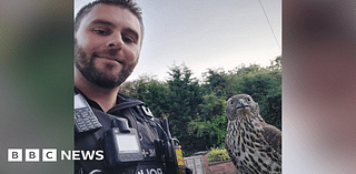 Police dog handler becomes emergency falconer at Leicester park