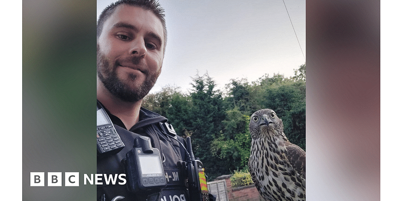 Police dog handler becomes emergency falconer at Leicester park