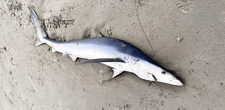 ‘Common’ blue shark washes up on Oregon beach