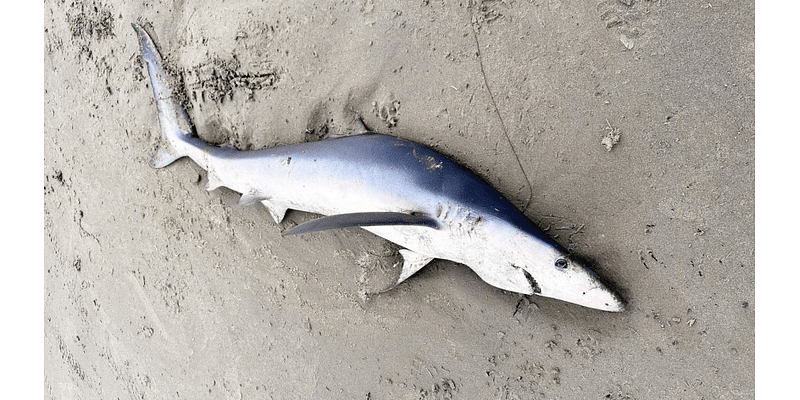 ‘Common’ blue shark washes up on Oregon beach