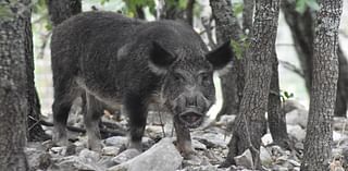 Officials offer 5-figure bounties to combat feral hog population ravaging local community: 'Devastating effect on everything'