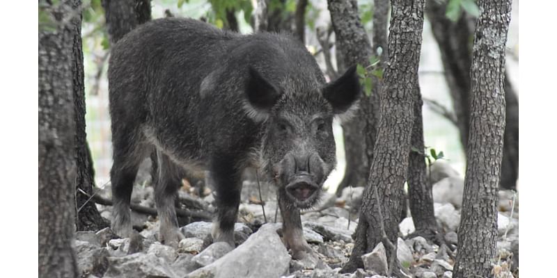 Officials offer 5-figure bounties to combat feral hog population ravaging local community: 'Devastating effect on everything'