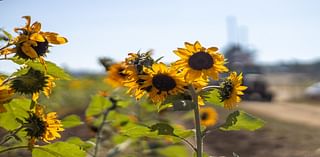 Portland kicks off the work week with sunny skies, highs near 73