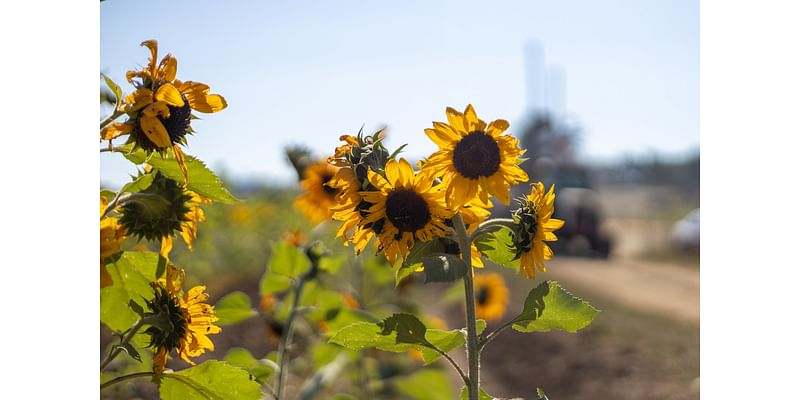 Portland kicks off the work week with sunny skies, highs near 73