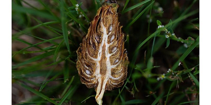 To grow Minnesota’s future forests, an effort to collect seeds takes root