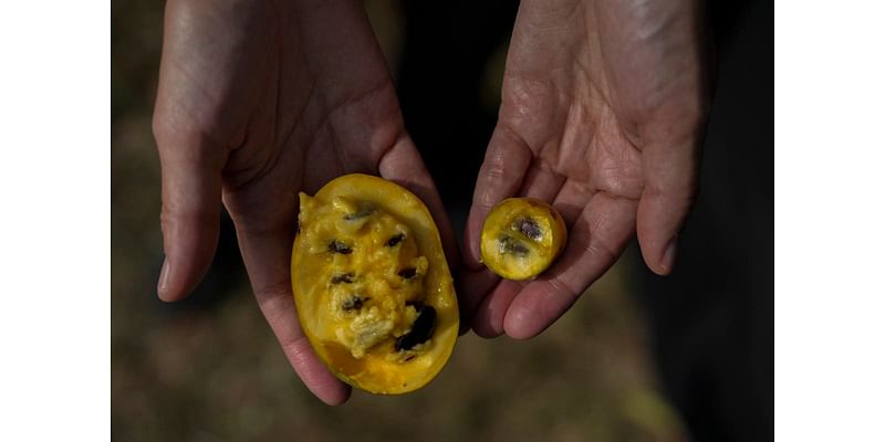 In Ohio, drought and shifting weather patterns affect North America's largest native fruit