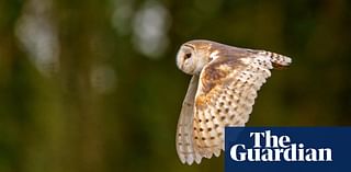 Country Diary: Flushing out barn owls with an explosive sneeze