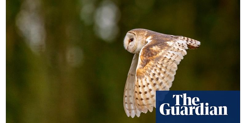 Country Diary: Flushing out barn owls with an explosive sneeze