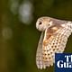 Country Diary: Flushing out barn owls with an explosive sneeze