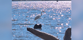 Man, 36, allegedly stones beloved Southern California bird to death