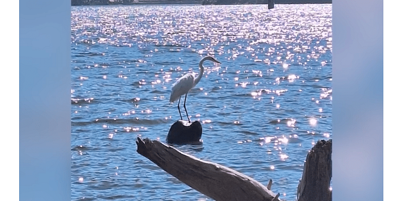 Man, 36, allegedly stones beloved Southern California bird to death