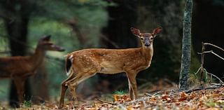 Kentucky calls on hunters for deer sample giveaway