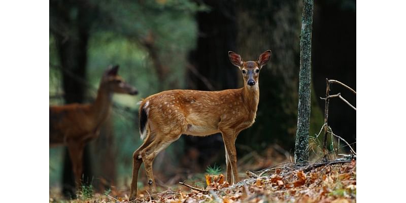 Kentucky calls on hunters for deer sample giveaway