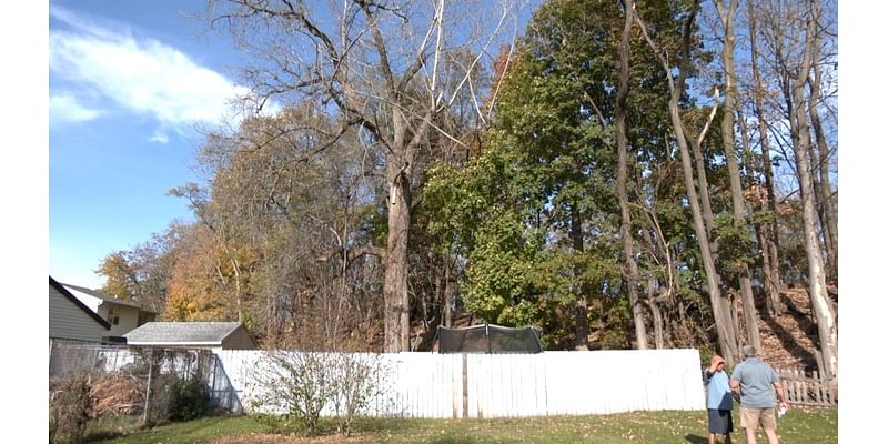 Elmira neighborhood fears collapse of “dangerous trees” next to homes