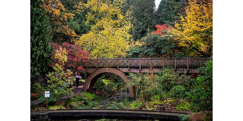 Crystal Springs Rhododendron Garden in autumn (photos)