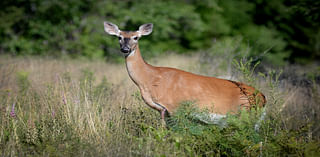 Hunters get another chance to buy Maine antlerless deer permits