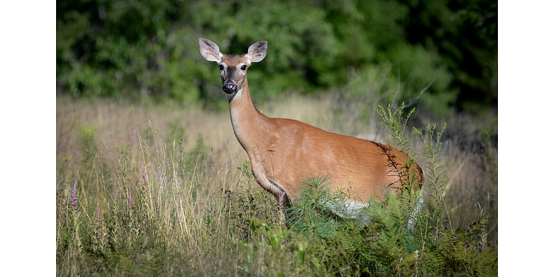 Hunters get another chance to buy Maine antlerless deer permits