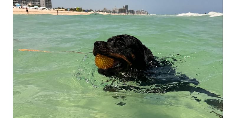 Miami Beach gets two new dog beaches