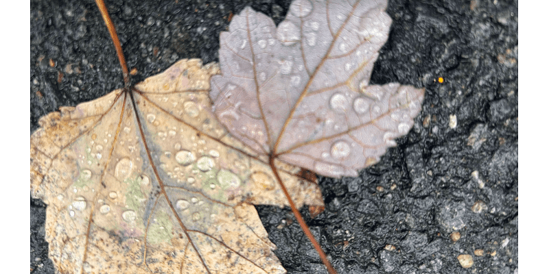 DC Weather: Early drizzle Friday but skies to clear by afternoon with highs in the 50s