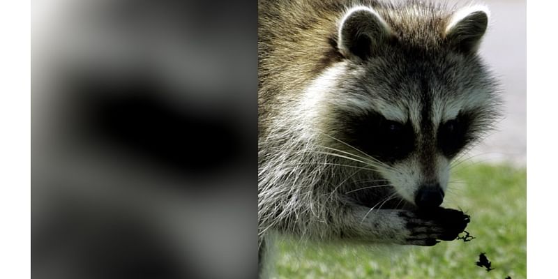 Dead, sick raccoons turning up in the Highlands Ranch area: What you should know