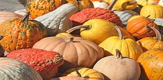 Recycle Pumpkins, Gourds At Garrett Williamson Farm