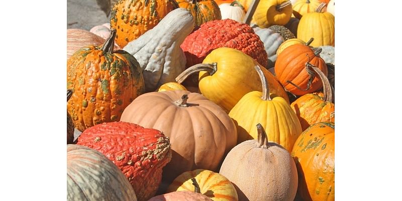 Recycle Pumpkins, Gourds At Garrett Williamson Farm