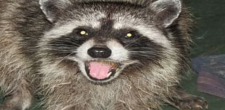 Rabid Raccoon Found In Tarrytown: Westchester Health Department