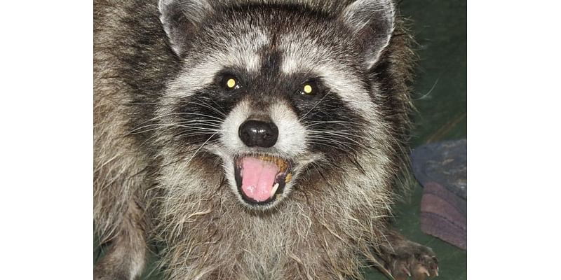 Rabid Raccoon Found In Tarrytown: Westchester Health Department