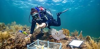 IVF-like breeding helps corals conceive hardy babies for rebuilding reefs, study finds