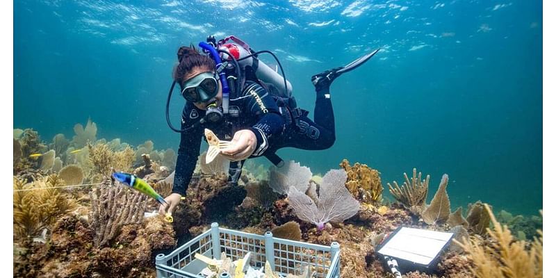 IVF-like breeding helps corals conceive hardy babies for rebuilding reefs, study finds