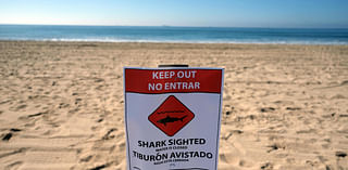 At least 2 swimmers bitten by shark off Texas' South Padre Island, officials say