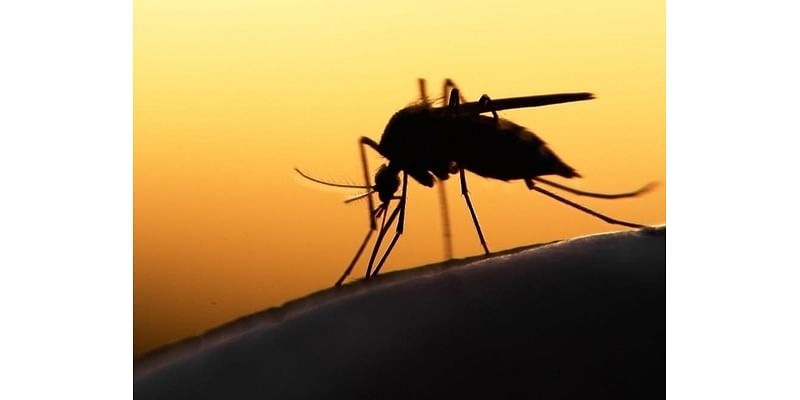 First Human Mosquito-Borne EEE Case Since 2015 Confirmed In New York