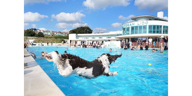 Doggy-paddling pets and owners take over lido for fundraising swim