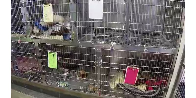 Local shelter to help dogs homeless after hurricanes