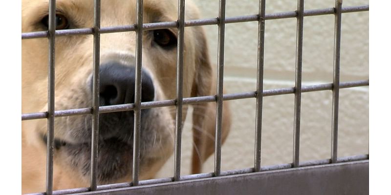 Humane Society president steps back into kennel for El Paso Giving Day