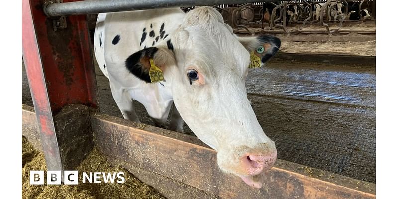 Somerset farmers' hopes for Autumn Budget