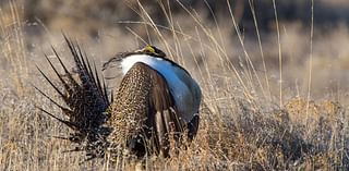 Doug Leier: Sage grouse struggling in North Dakota