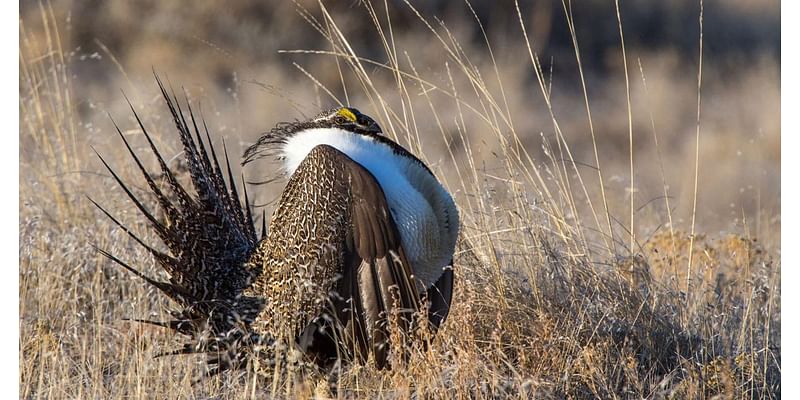 Doug Leier: Sage grouse struggling in North Dakota