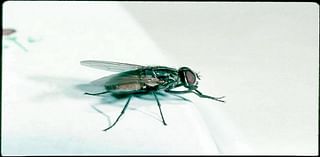 Flies in bakery & cafe, wrong bug spray, water issues found at Wichita KS food stores