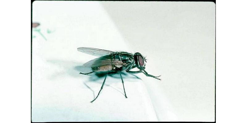 Flies in bakery & cafe, wrong bug spray, water issues found at Wichita KS food stores