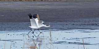 Public urged to report whooping crane sightings