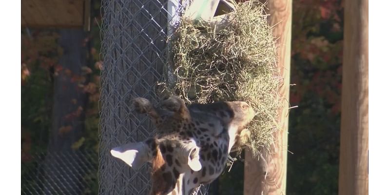 Generation ROC: Pittsford scout’s project supports healthy giraffes