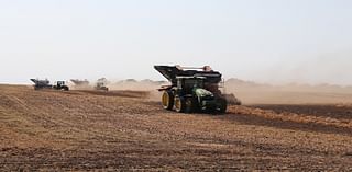 Average kidney bean crop arises after 'too wet, too cold for too long' season