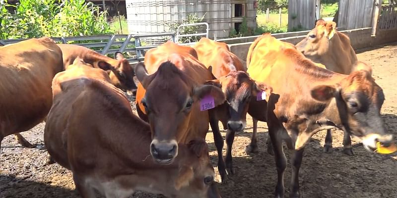 Vt. farms struggle as fluctuating weather patterns become more common