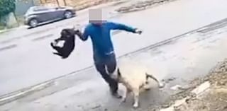 Dog attack ground zero caught on camera: The horrific dog attacks captured on video in the country's hotspot after police warned 'someone will die'